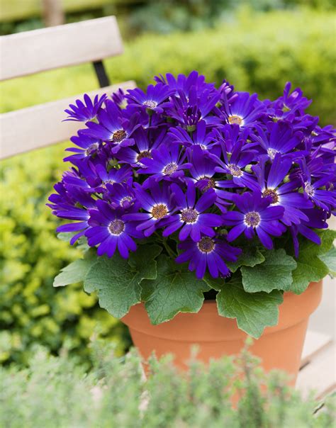 The Enchanting Colors of Senetti Salmon Spell: Exploring the Different Varieties and Shades